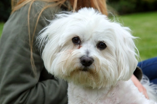 Cavachon eye hot sale stains