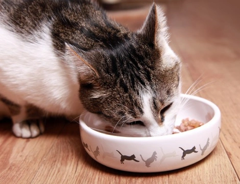 How to Feed a Kitten That s a Fussy Eater Pets4Homes