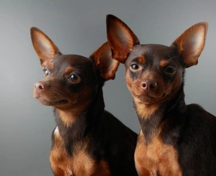 Owning a Miniature Pinscher Pets4Homes