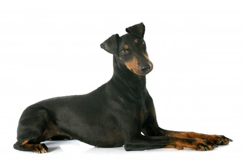 Manchester terrier adoption sale