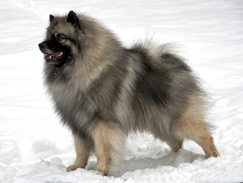 The keeshond 2024