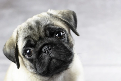 Can a Pug’s eye actually pop out? | Pets4Homes