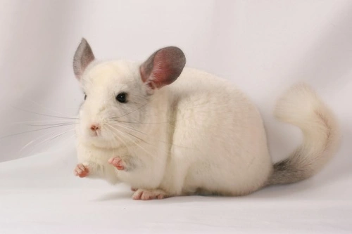 Do fashion chinchillas shed