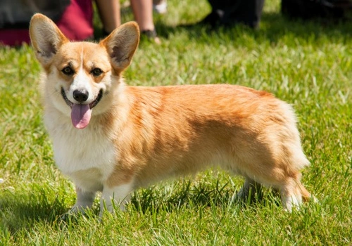 Corgi best sale working dog