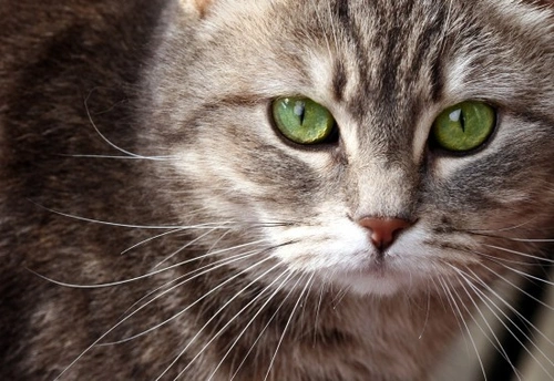 Corneal Ulceration in Cats | Pets4Homes