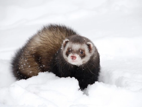 Norwegian ferret sales