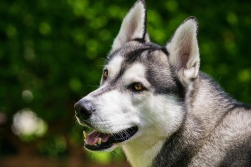 Good sports and activities for Siberian Husky dogs | Pets4Homes