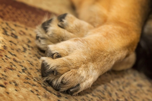 What is Carpal Hyperextension in Dogs? | Pets4Homes