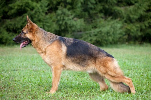 German shepherd shop hip dysplasia treatment