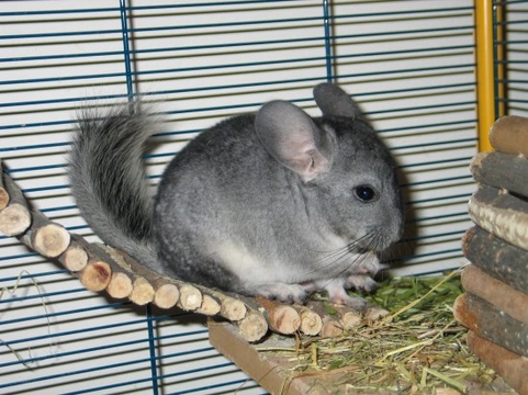 About chinchillas best sale as pets