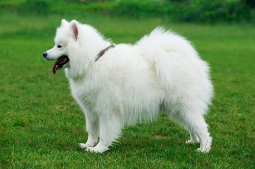 Kennel club registering store puppies