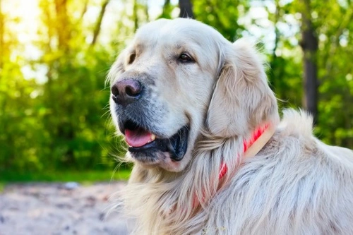 Are some breeds of dog more susceptible to cancer than others? | Pets4Homes