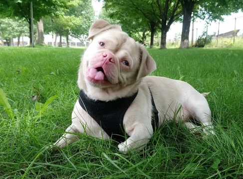 Pink sales pug puppies