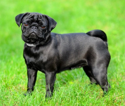 The cheap black pug