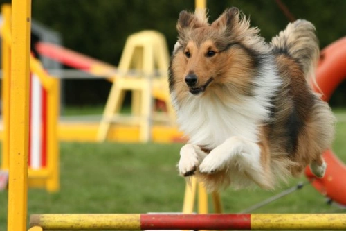 Dog Agility for Beginners | Pets4Homes