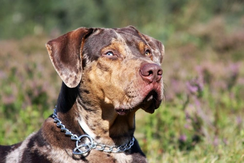 Tan catahoula hot sale leopard dog