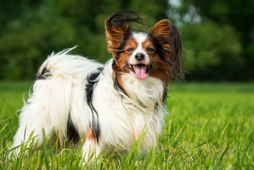 Papillon dog hereditary health and health testing | Pets4Homes