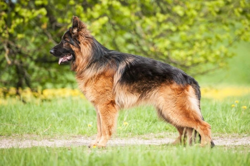 Best way to deshed a 2025 german shepherd