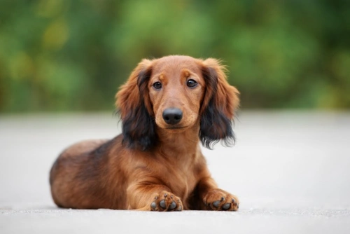 Long haired sausage outlet dog