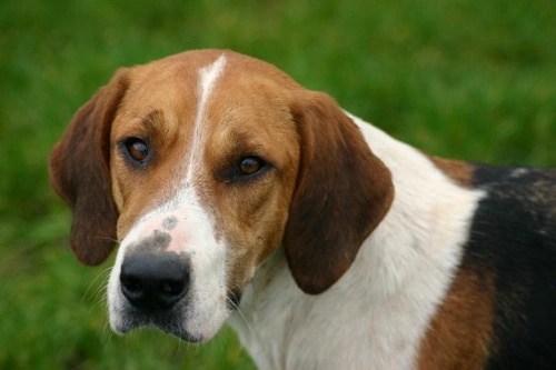 american foxhound german shepherd mix puppy