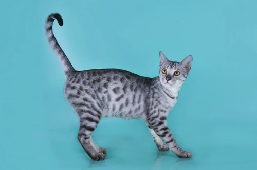 The desirable and expensive Savannah cat | Pets4Homes