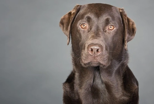 Labrador store genetic testing