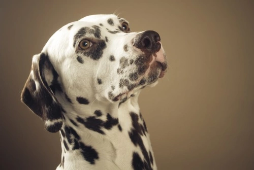 Dalmatian deafness and colour genetics Pets4Homes