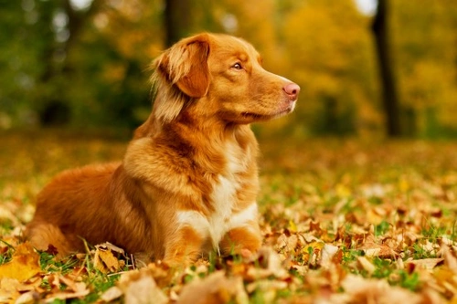 Silent heat sale symptoms in dogs