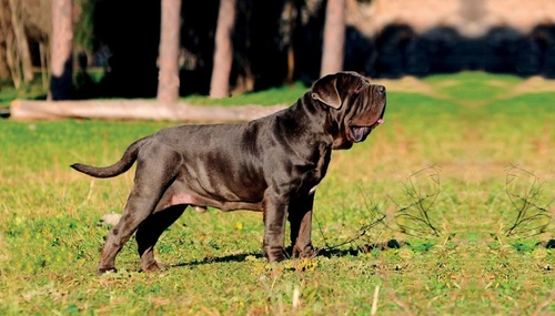 Average cost of 2024 a purebred dog