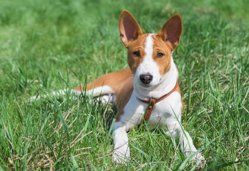 Inflammatory bowel disease (IBD) in dogs | Pets4Homes