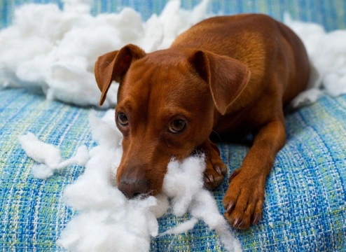 Homemade spray to stop dogs from chewing sale