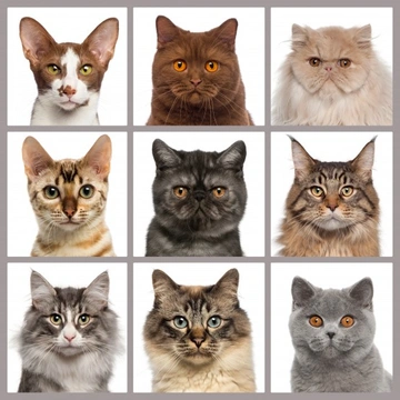 Different types of cat hot sale breeds