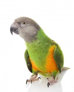 Senegal parrot clearance food