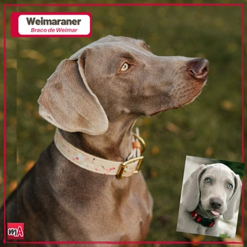 cachorros weimaraner gris