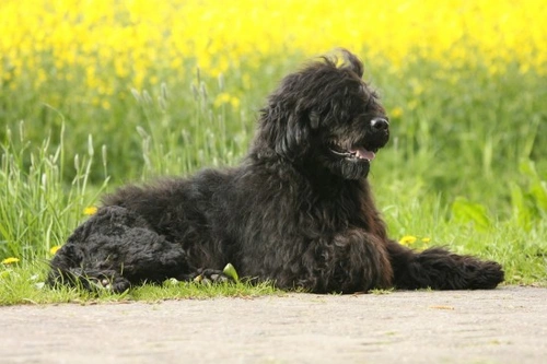 Dog breeds for allergy hot sale sufferers