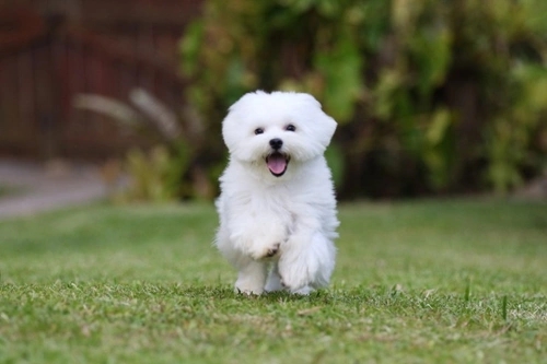 Breeds similar store to bichon frise