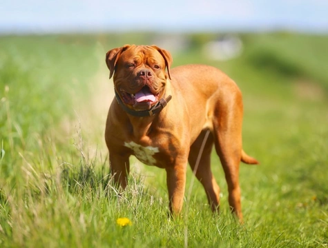 Your Puppy - Cane Corso Collation