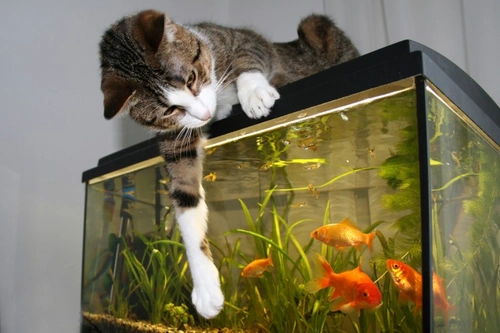 Fish tank clearance toy for cats