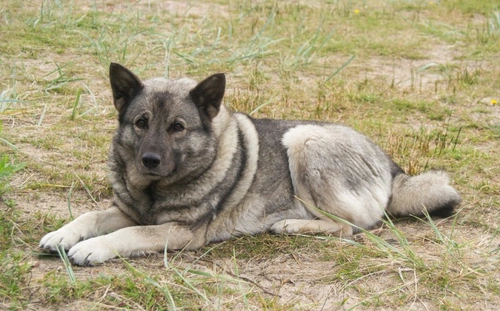 Norwegian elkhound best sale poodle mix