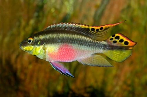 All about the Kribs Fish (Kribensis) | Pets4Homes