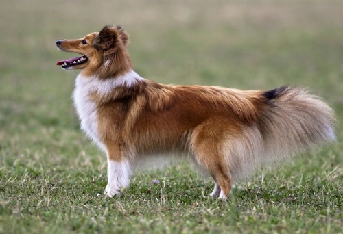 Sheltie best sale bulldog mix