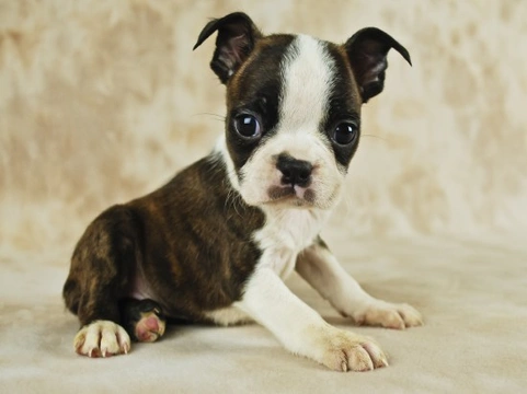 Miniature Boxer (Boston Terrier & Boxer Mix): Info, Pictures, Care & More!