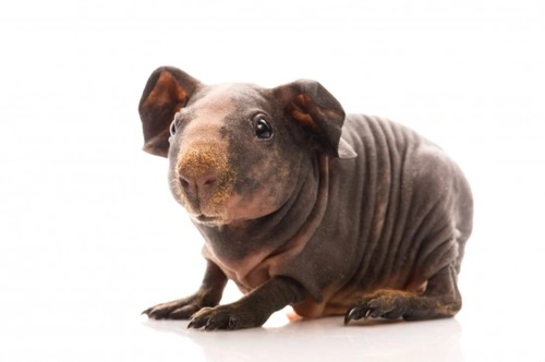 Hairless black guinea store pig