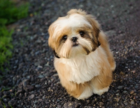 Shih tzu best sale dogs near me