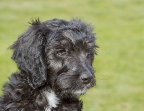 Cockapoo best sale husky mix