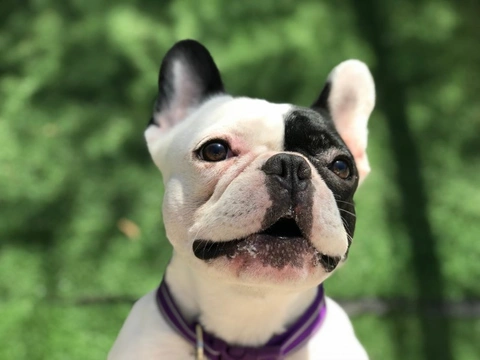 French bulldog eye stains hotsell