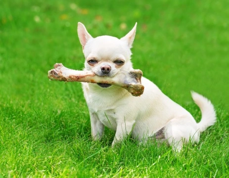 Raw food diet for 2024 chihuahua