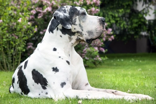 8 Breeds Of Dog Prone To Developing Cancer | Pets4Homes