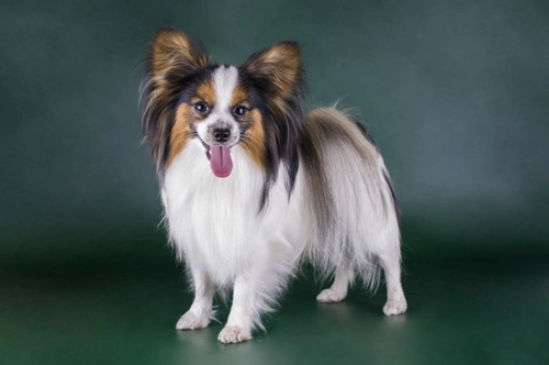 Best papillon hot sale breeders