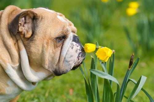 Dog ate 2024 daffodil flower